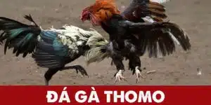 Đá gà thomo abc8