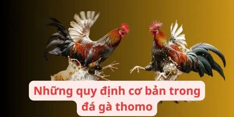 Quy luật chung trong đá gà Thomo tại ABC8